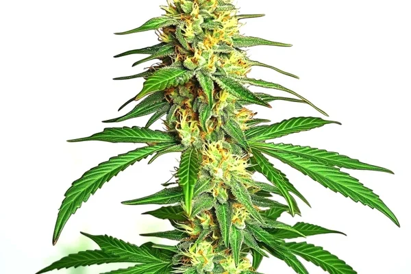 Ak59 Auto (Blimburn Seeds) – offizielles Produktbild