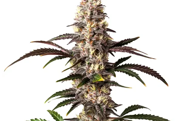 Alaskan Thunderfuck (Blimburn Seeds) – offizielles Produktbild