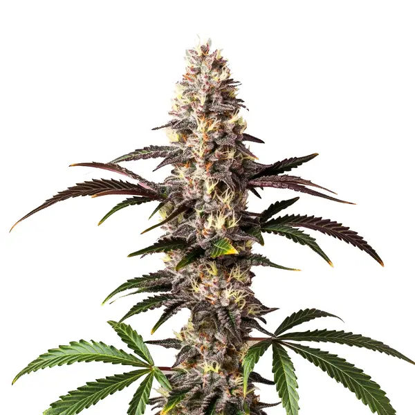 Alaskan Thunderfuck (Blimburn Seeds) – offizielles Produktbild