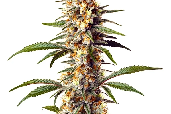 Alaskan x Kush x Brazil (Blimburn Seeds) – offizielles Produktbild