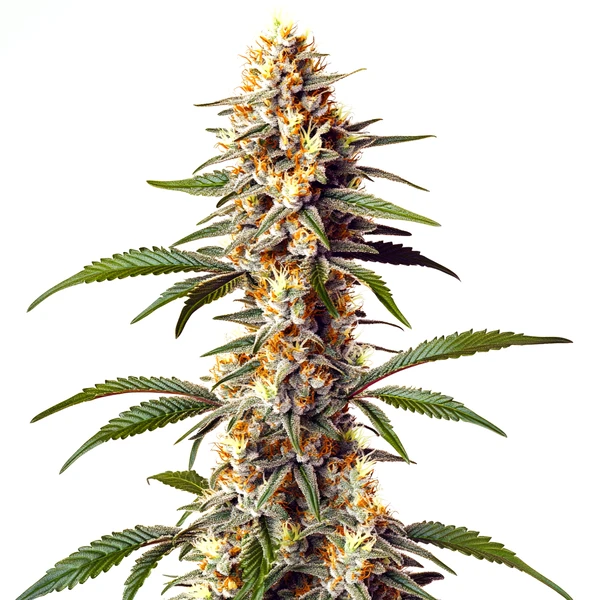 Alaskan x Kush x Brazil (Blimburn Seeds) – offizielles Produktbild