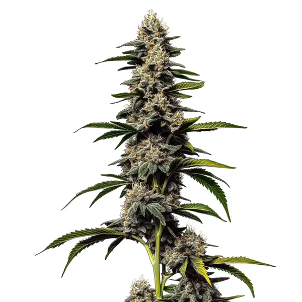 Alien Cookies x Kush Mints (Blimburn Seeds) – offizielles Produktbild