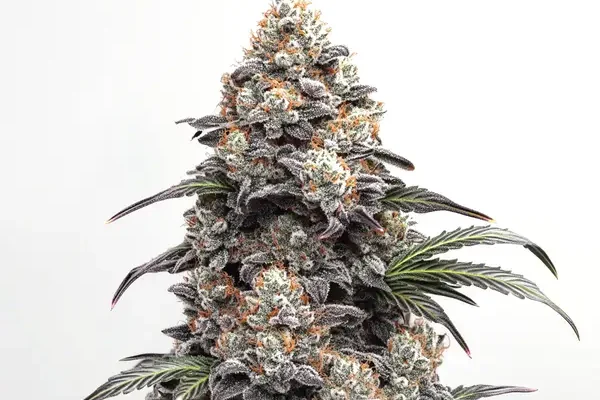 Alien Gorilla Glue (Blimburn Seeds) – offizielles Produktbild