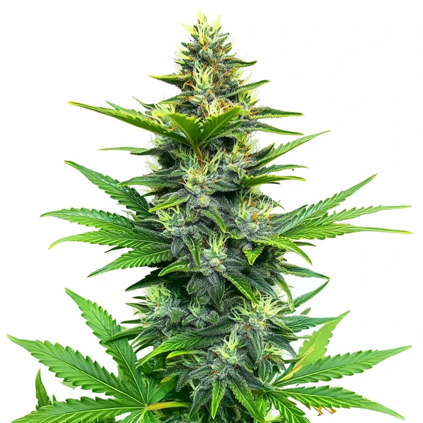 Alien Gorilla Glue Regulär (Blimburn Seeds) – offizielles Produktbild