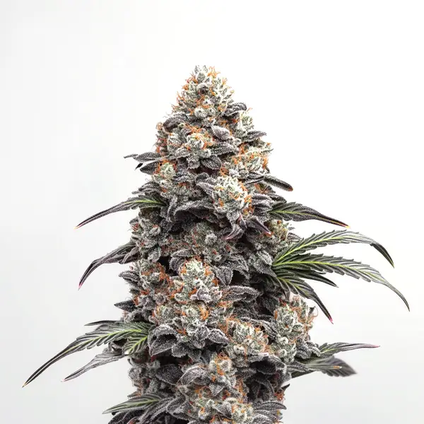 Alien Gorilla Glue (Blimburn Seeds) – offizielles Produktbild