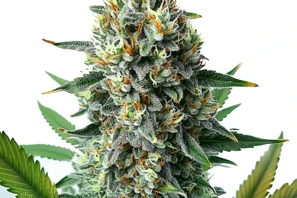 Alien OG Schnellversion (Blimburn Seeds) – offizielles Produktbild
