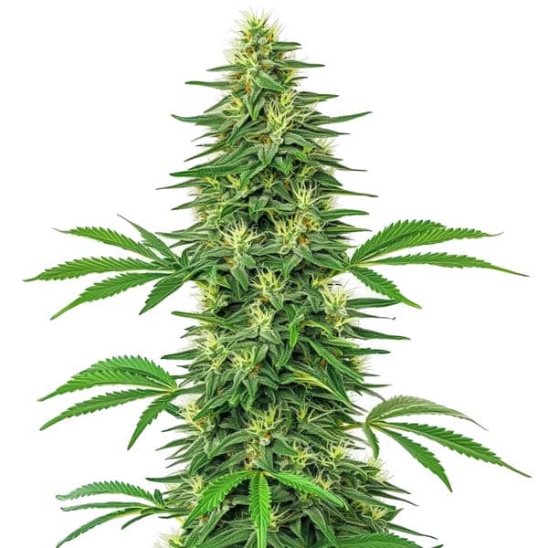 Alien OG (Blimburn Seeds) – offizielles Produktbild