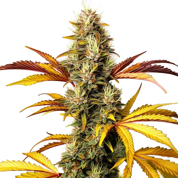 Alien OG Regulär (Blimburn Seeds) – offizielles Produktbild