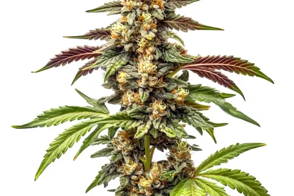 Alien Rock Candy F1 (Blimburn Seeds) – offizielles Produktbild