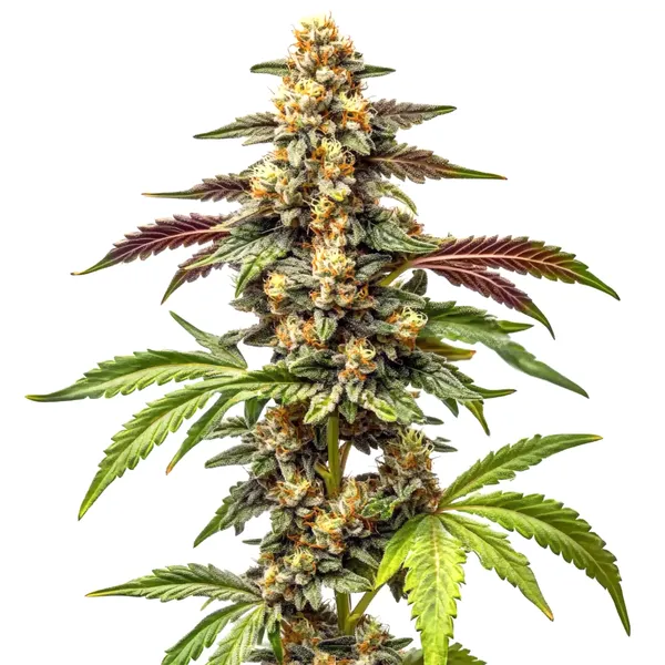 Alien Rock Candy F1 (Blimburn Seeds) – offizielles Produktbild