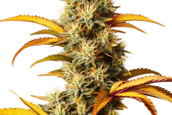 Alien Technology (Blimburn Seeds) – offizielles Produktbild