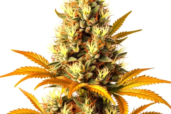 Alien Technology Regulär (Blimburn Seeds) – offizielles Produktbild