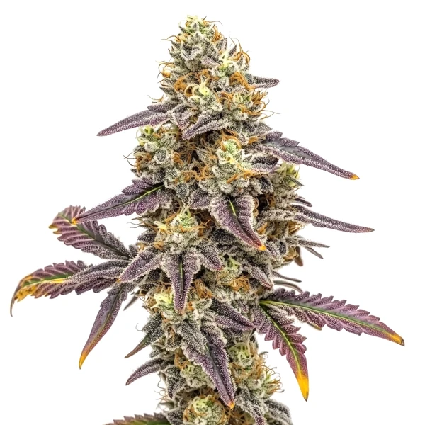 Alien Technology x Do-Si-Dos (Blimburn Seeds) – offizielles Produktbild