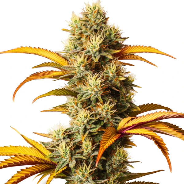 Alien Technology (Blimburn Seeds) – offizielles Produktbild