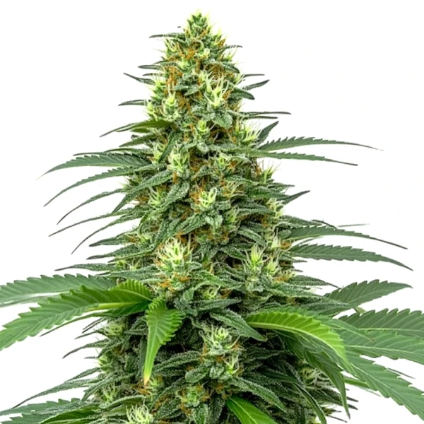Amnesia Auto (Blimburn Seeds) – offizielles Produktbild