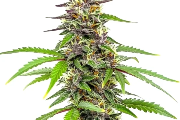 Amnesia Blue Headband (Blimburn Seeds) – offizielles Produktbild