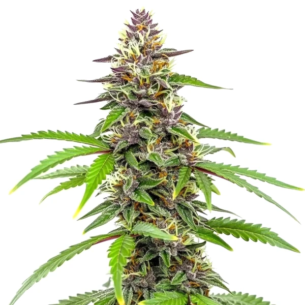 Amnesia Blue Headband (Blimburn Seeds) – offizielles Produktbild