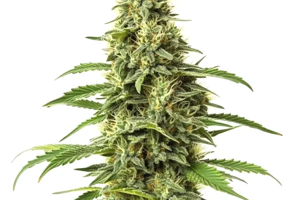 CBD Amnesia (1:1) (Blimburn Seeds) – offizielles Produktbild