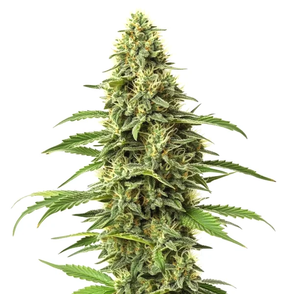 CBD Amnesia (1:1) (Blimburn Seeds) – offizielles Produktbild