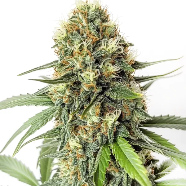 Amnesia F1 (Blimburn Seeds) – offizielles Produktbild