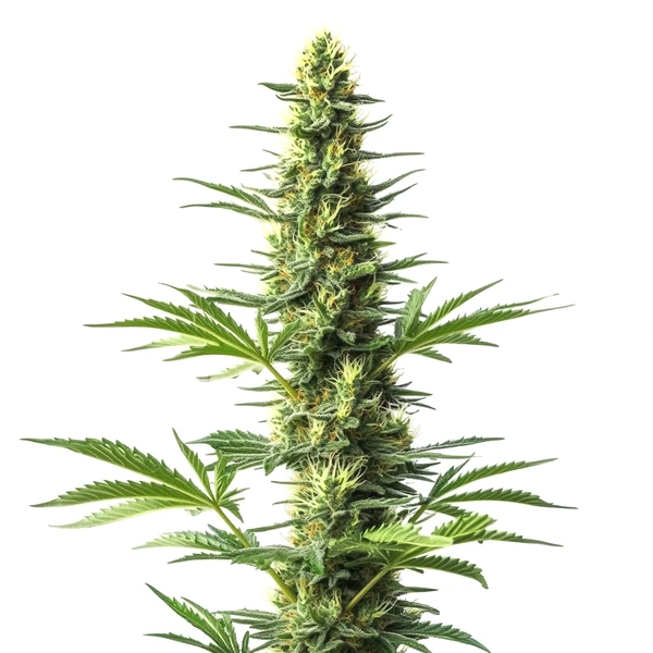 Amnesia Schnellversion CBD (Blimburn Seeds) – offizielles Produktbild