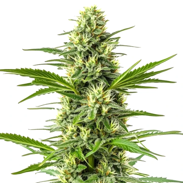 Amnesia Schnellversion (Blimburn Seeds) – offizielles Produktbild