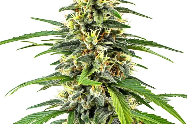 Amnesia Haze (Blimburn Seeds) – offizielles Produktbild