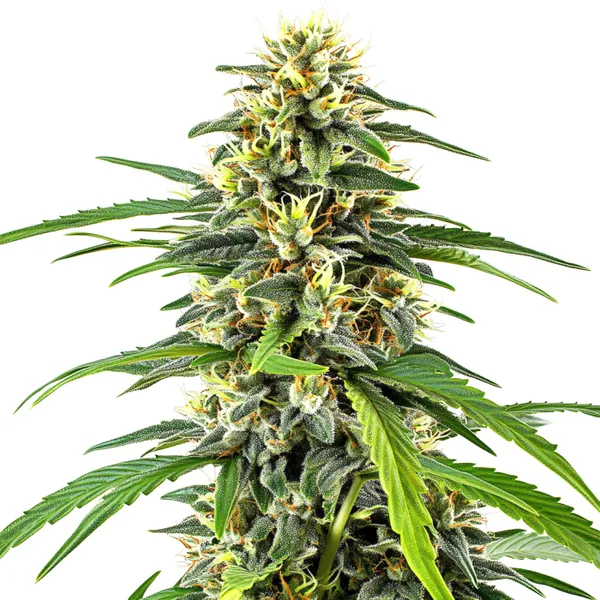 Amnesia Haze (Blimburn Seeds) – offizielles Produktbild