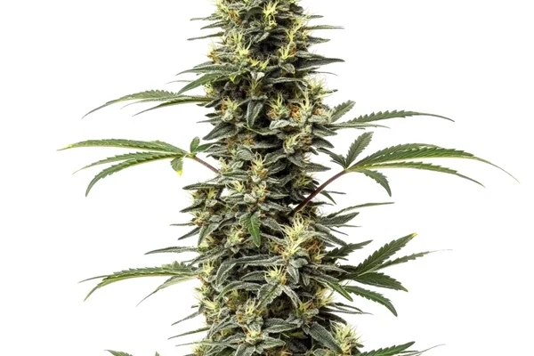 Amnesia Hypro (Blimburn Seeds) – offizielles Produktbild