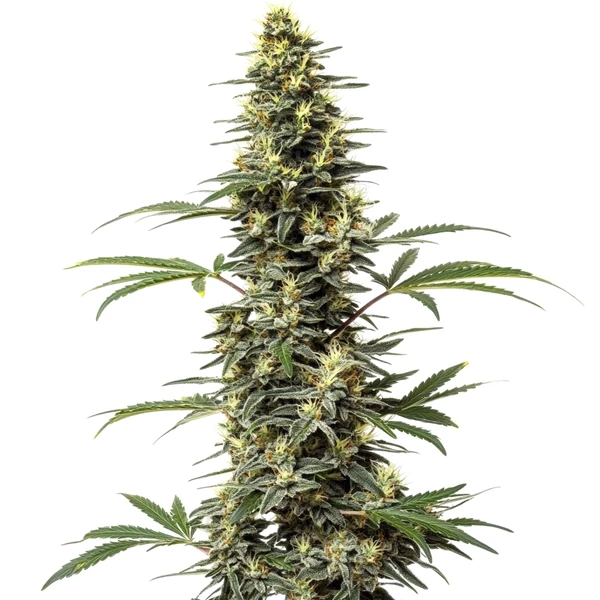 Amnesia Hypro (Blimburn Seeds) – offizielles Produktbild