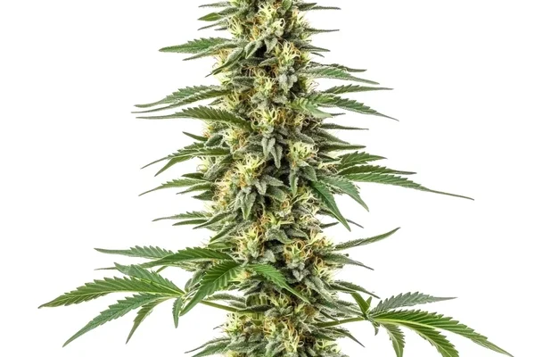 Amnesia Kush (Blimburn Seeds) – offizielles Produktbild