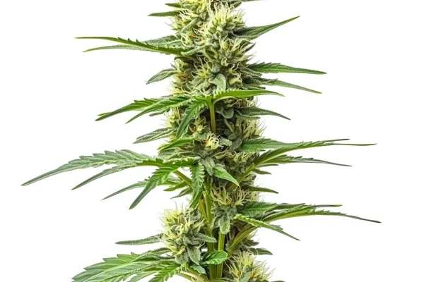 Amnesia Kush Auto (Blimburn Seeds) – offizielles Produktbild