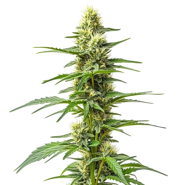 Amnesia Kush Auto (Blimburn Seeds) – offizielles Produktbild