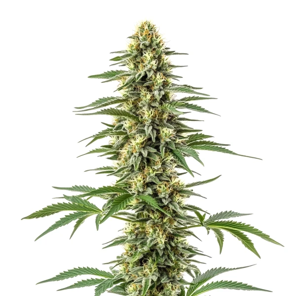 Amnesia Kush (Blimburn Seeds) – offizielles Produktbild