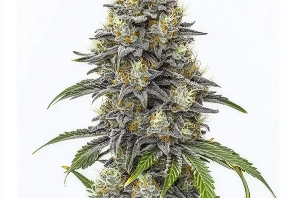 Amnesia Lemon Cake Boom Regulär (Blimburn Seeds) – offizielles Produktbild