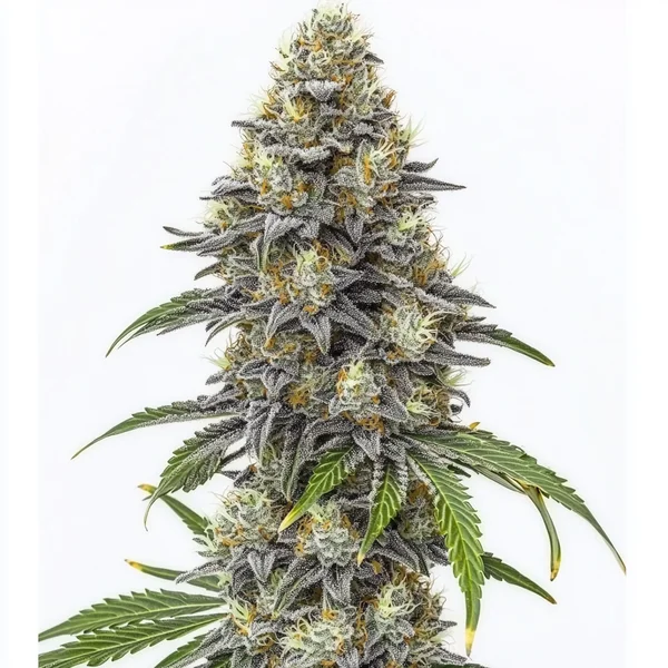 Amnesia Lemon Cake Boom Regulär (Blimburn Seeds) – offizielles Produktbild