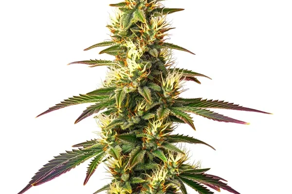 Amnesia Lemon Schnellversion (Blimburn Seeds) – offizielles Produktbild
