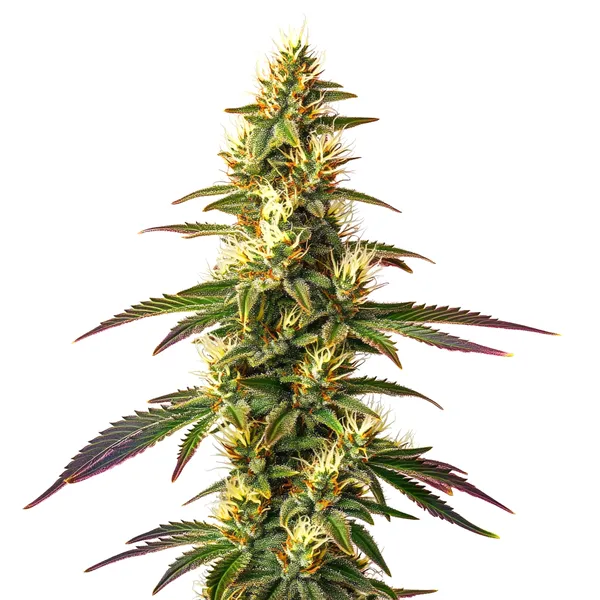 Amnesia Lemon Schnellversion (Blimburn Seeds) – offizielles Produktbild