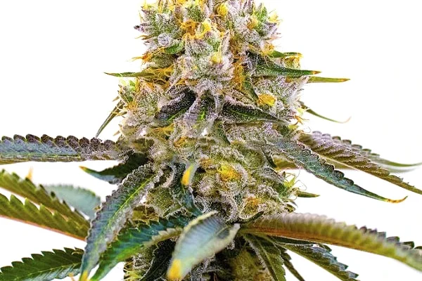 Amnesia Purple (Blimburn Seeds) – offizielles Produktbild