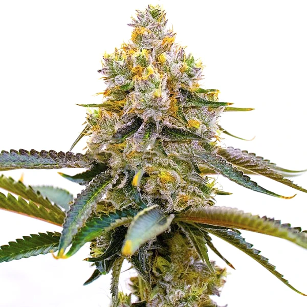 Amnesia Purple (Blimburn Seeds) – offizielles Produktbild