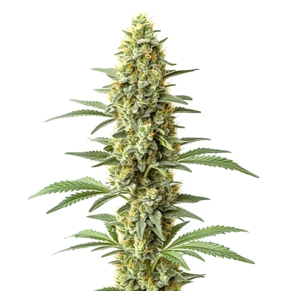 Amnesia x Kali Mist (Blimburn Seeds) – offizielles Produktbild