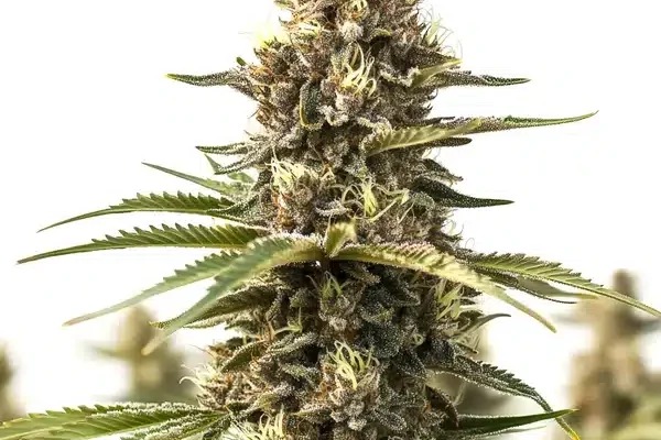 Animal Cookies (Blimburn Seeds) – offizielles Produktbild