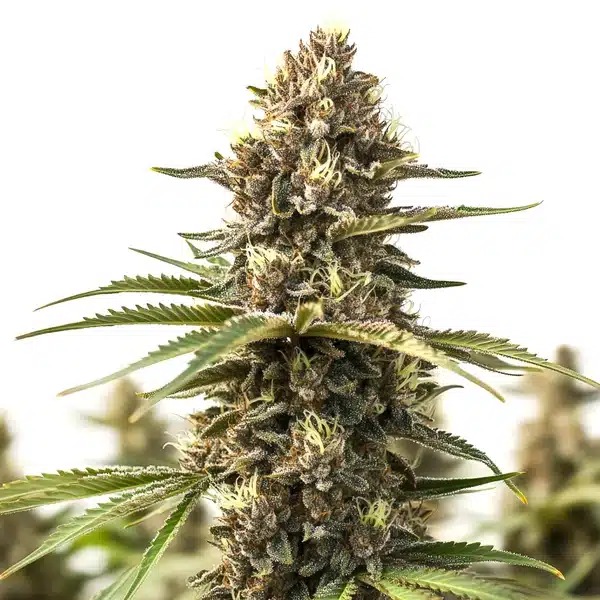 Animal Cookies (Blimburn Seeds) – offizielles Produktbild