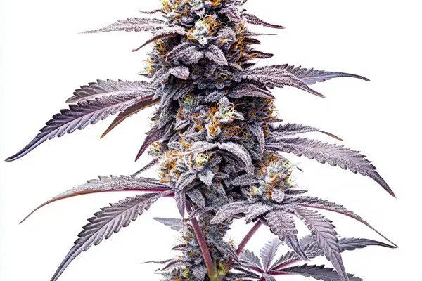 Animal Mints (Blimburn Seeds) – offizielles Produktbild
