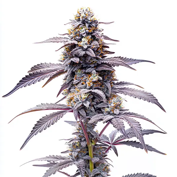 Animal Mints (Blimburn Seeds) – offizielles Produktbild