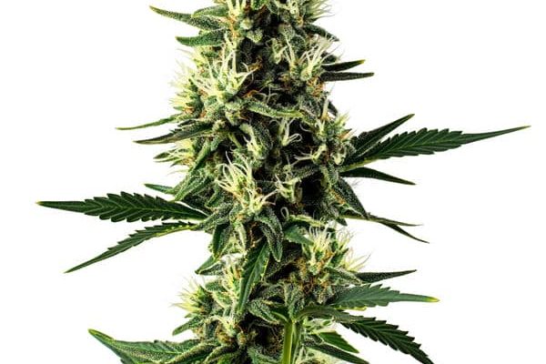 Aurora Indica (Blimburn Seeds) – offizielles Produktbild