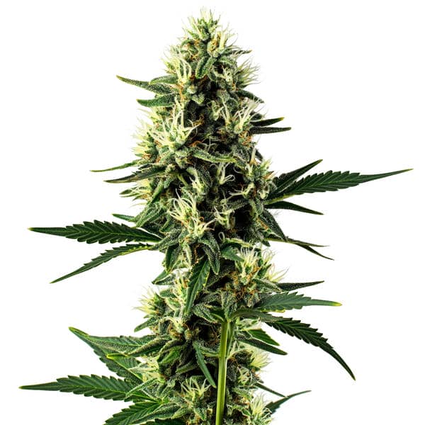 Aurora Indica (Blimburn Seeds) – offizielles Produktbild
