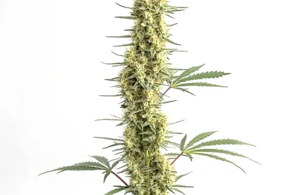 Auto CBD Amnesia (Blimburn Seeds) – offizielles Produktbild
