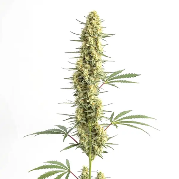 Auto CBD Amnesia (Blimburn Seeds) – offizielles Produktbild