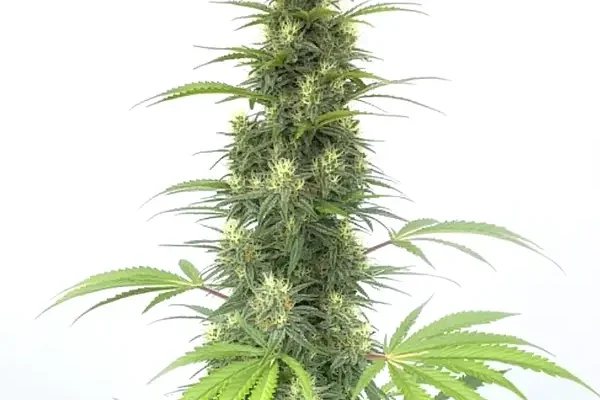Auto CBD Cheese (Blimburn Seeds) – offizielles Produktbild